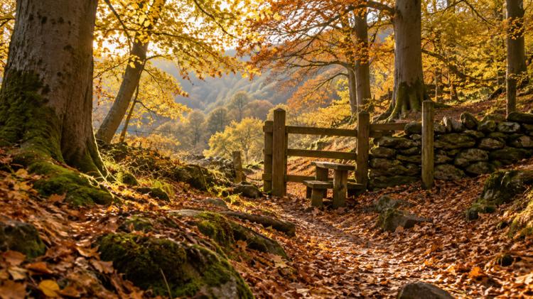 A footpath through beech woodland in autumn, with golden leaves on the ground and a wooden stile